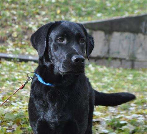 blackboy labradors for sale.